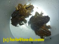 /home//u458753944/public_html/sourcegallery//Roxborough Toad Detour/2013-2019/2014/2014-04-07/P1140936.JPG